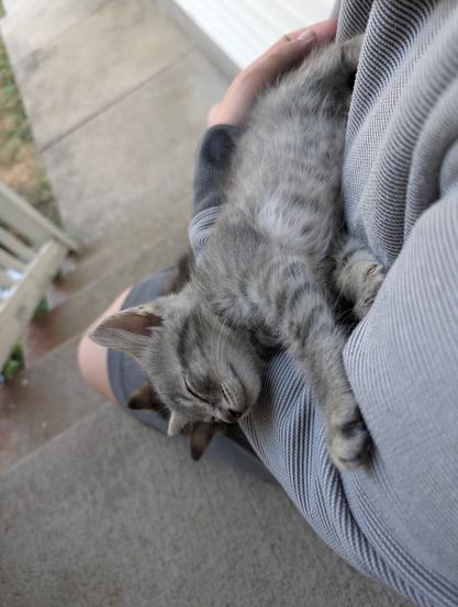 over the shoulder view of gray baby tabby kitten held in man's arm, sitting at the top of concrete porch steps looking down onto sidewalk, in damp cloudy morning light