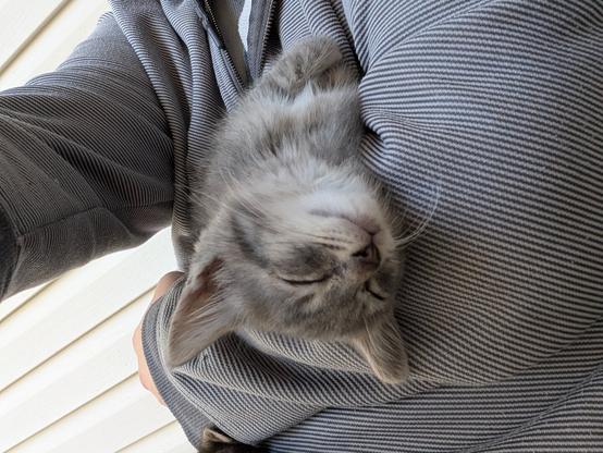 headless selfie, gray stiped hoodie holding upside down gray baby tabby kitten in front of beige vinyl siding