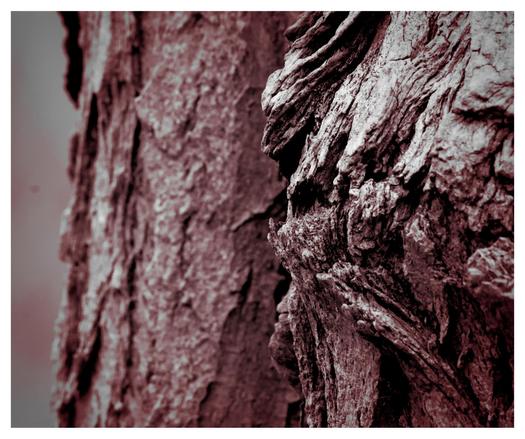 Cette image présente un gros plan de l'écorce d'un arbre. La texture et les motifs de l'écorce sont capturés en détail, montrant la surface rugueuse que l'on trouve généralement sur le tronc des arbres. L'image a été présentée dans un ton monochrome.