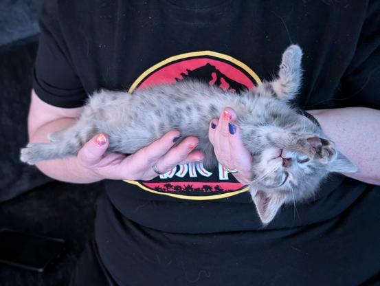 upside down fuzzy gray baby tabby kitten held asleep in hands of woman wearing black Jurassic Park t-shirt, paws held limply upward and outward