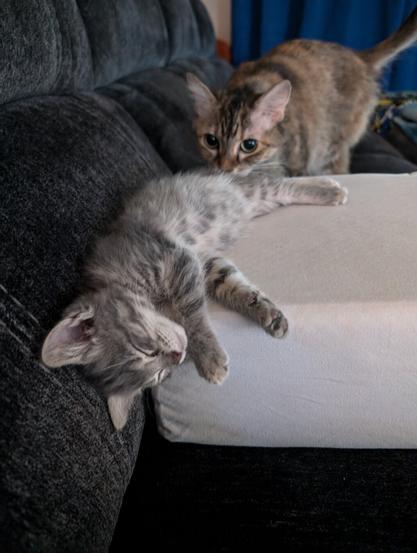 floofy elder tabby cat with big apple eyes sniffing the rear of a sleeping gray baby tabby kitten draped over a plain white pillow on a gray couch, blue curtains in the background