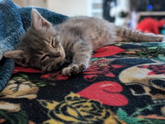 fuzzy sleepy gray baby tabby kitten, blue eyes peeking through, paw stretched forward and out, tiny claws poking out above a red and black skull blanket, blue blanket and blurry living room background