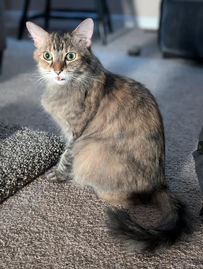floofy elder brown tabby cat with light orange splotches sitting pretty on beige living room carpet, blepping and staring intently like a deer in headlights with big apple eyes, chest puffed out, majestically voluminous dark tail curled around in a circle