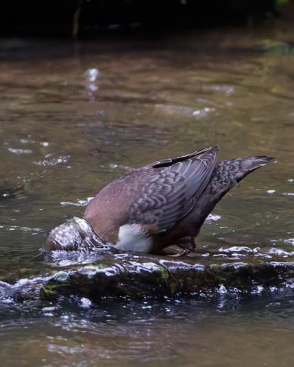 A dipper in a river, head submerged
