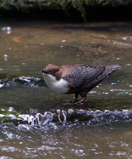The dipper is looking at you like: should i do it again?