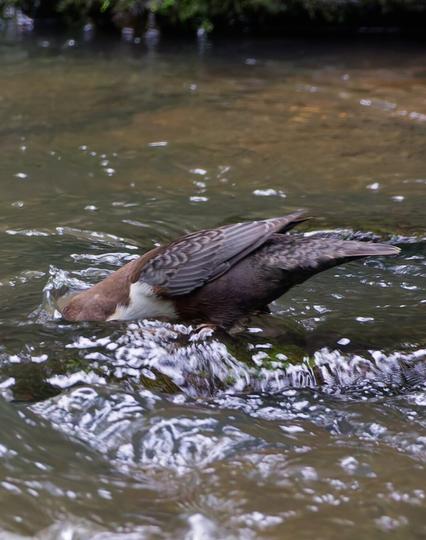 Head again in the water