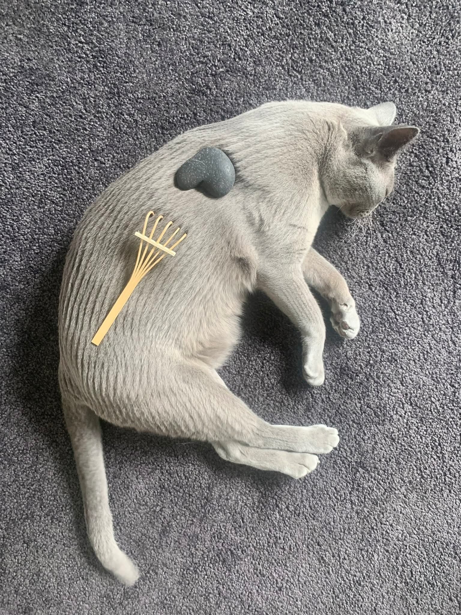 un chat blanc allongé sur une moquette grise, des sillons tracés sur son pelage avec un petit râteau, une pierre en forme de coeur posée sur son corps