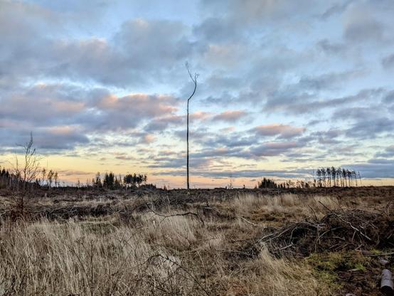 A solitary, tall, thin tree stands in the center of a barren landscape of dry grass and broken branches under an expansive sky with scattered clouds at sunset.