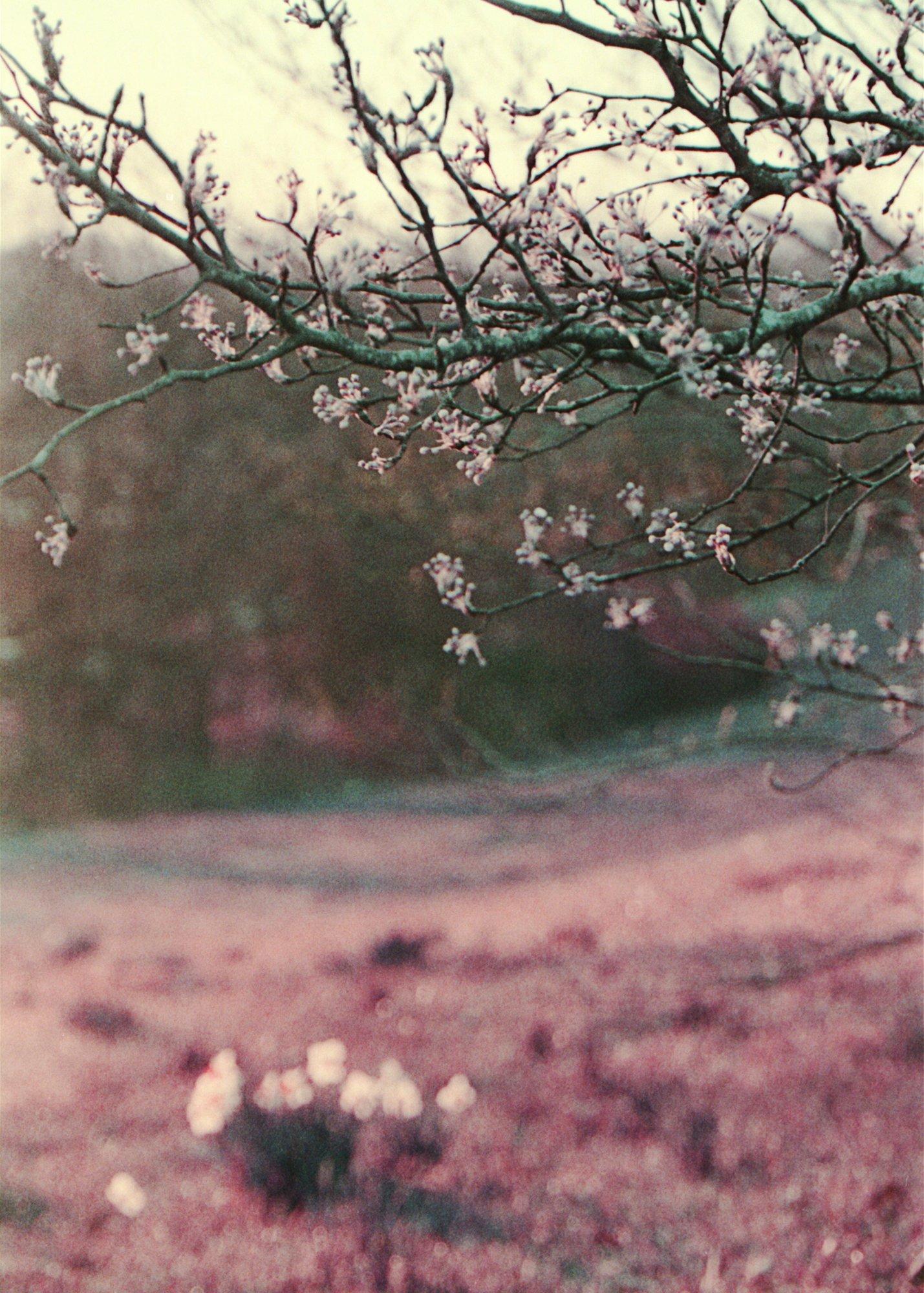 Branches of a tree blossoming in early spring overhang a field with daffodils on the ground. Only the branches are in relatively sharp focus, while the flowers and grass are blurry. There's a reddish / purple hue throughout the scene. Photo shot on Lomochrome Purple film using a Canon EOS Elan IIe 35mm camera. Taken in March 2018 along the Pellissippi Parkway in Knoxville, TN.