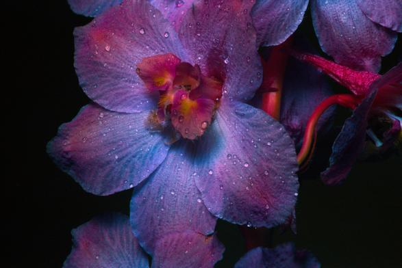 A close-up of a flower with droplets of water on its petals. The flower exhibits shades of blue, purple and pink, set against a dark background.