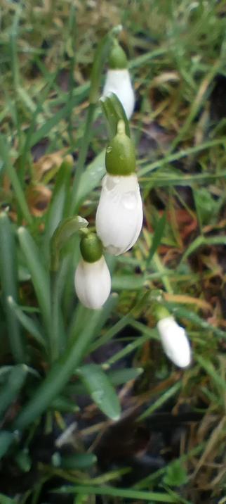 Closeup of a snowdrop dropping down words with a drop of rain upon it