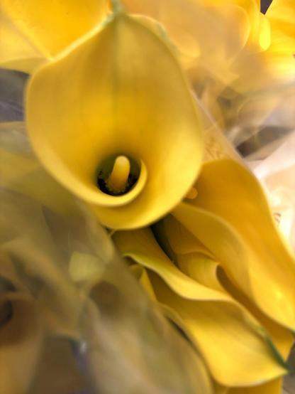 Yellow calla lillies