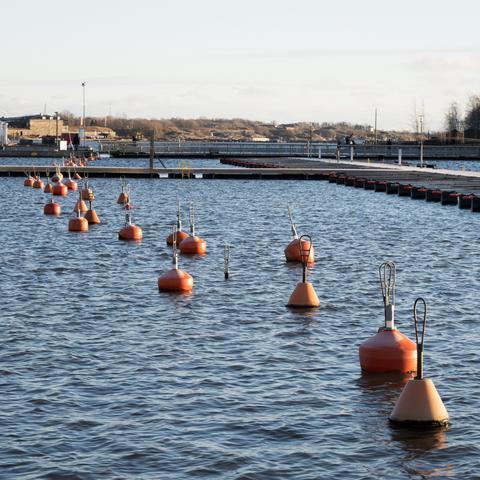 Poijuja rivissä Kaivopuiston rannassa.