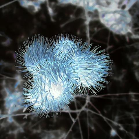 Burdock spiky heads in the winter. Image has been inverted (negative), giving it a coolish blue glow.