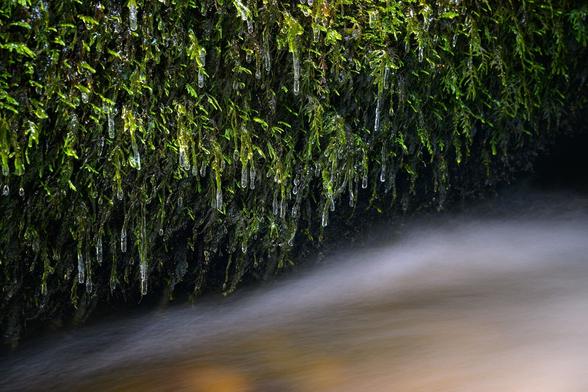 Das Bild zeigt einen Stein, der mit Moos behangen ist, an dem kleine Eiszapfen hängen.
Darunter fließt das Wasser eines kleinen Bachlaufs.