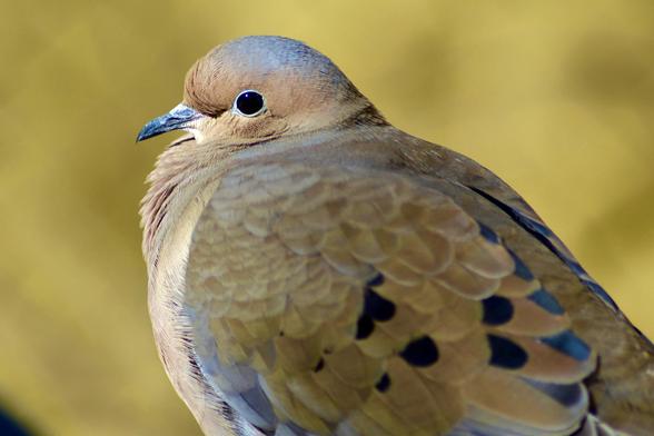 A mourning dove giving side eye