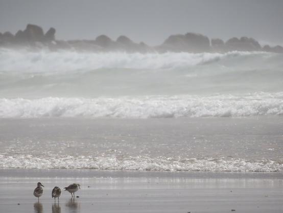 drei strandläufer stehen am strand
