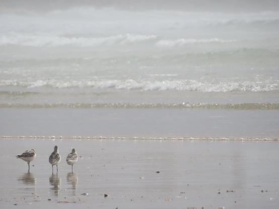 drei strandläufer stehen am strand