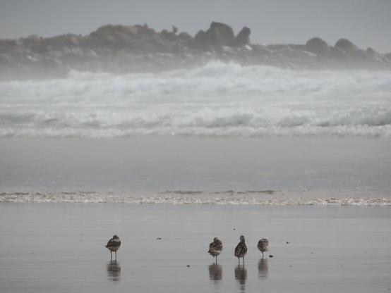 vier strandläufer stehen am strand