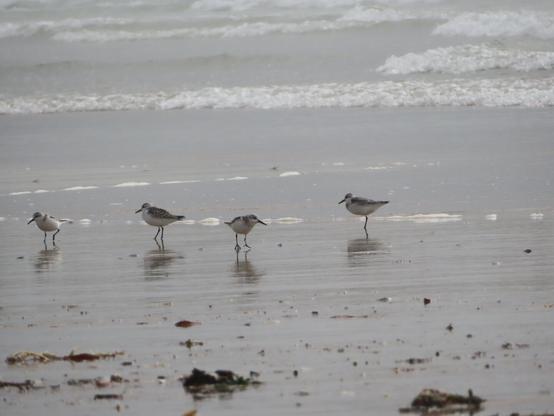 vier strandläufer stehen am strand