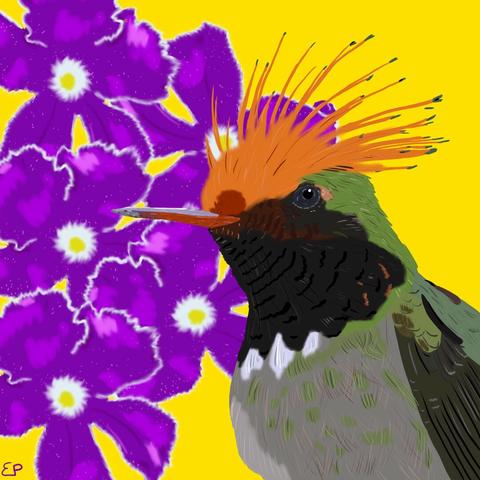A rufous-crested coquette, a tiny hummingbird with a huge orange crest,a bleack head and green body, in front of four purple Verbenaceae flowers and a bright yellow background, cartoon style.