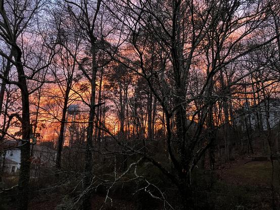 A view west through a small stand of bare trees, whose leafless branches are silhouetted against a fiery orangish sunset sky.