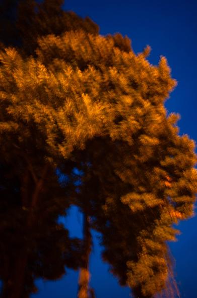 Magdeburg tree in Südenburg, 2024