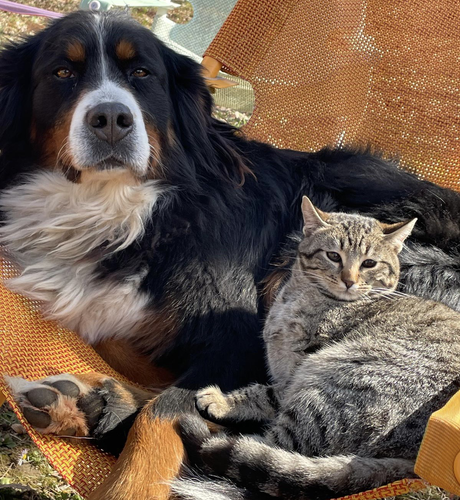 La foto mostra un cane bovaro accucciato su una sdraio con in grembo un gattino