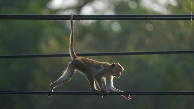 Affe läuft auf einer Stromleitung (Symbolbild) – In Sri Lanka hat ein Affe für einen landesweiten Stromausfall gesorgt (Foto: IMAGO, IMAGO / NurPhoto)