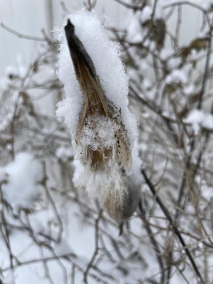 Close up of a dehisicated milkweed pod with ice limning the milkweed hairs