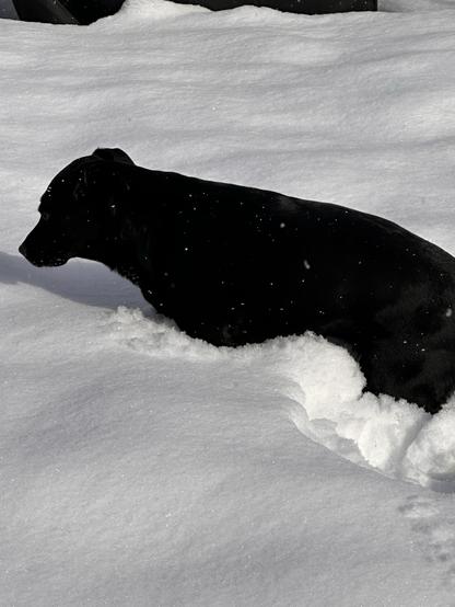 A black lab up to her chest in snow.