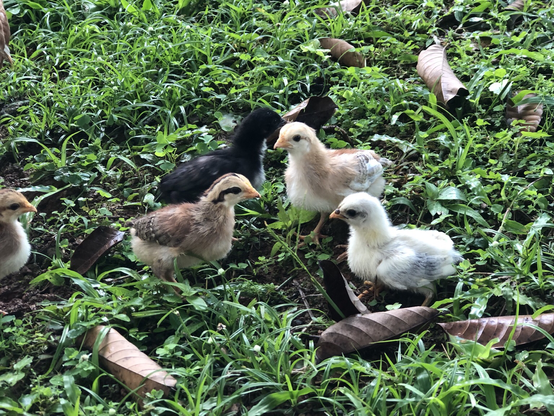 Four young chicks on a grassy yard with leaves. The chicks range from white to mottled brown to black with a white tummy.
