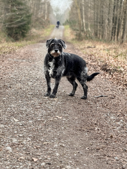 Hund im Wald