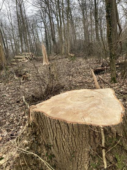 Weer een kaalslag in #Amelisweerd  met een boswachter die doodleuk ‘stormschade’ en ‘onderhoud’ claimt.