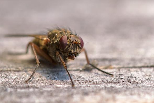 Das Bild zeigt eine Fliege aus der Nähe. Der Fokus liegt auf dem Kopf und den Vorderbeinen der Fliege, die auf einer rauen, grauen Oberfläche sitzt. Die großen roten Augen der Fliege sind deutlich zu erkennen. Der Hintergrund ist unscharf und hell.