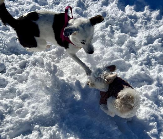 Two dogs are playing in the snow. One dog is black and white with a pink harness, jumping towards the other, a small fluffy white dog wearing a brown sweater. The background is covered in snow.