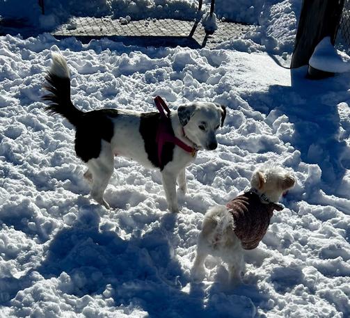 Two dogs play in a snowy landscape. One dog is mostly white with a black patch and wears a pink harness, while the other is small, white, and wearing a brown sweater. Bright sunlight shines on the scene.