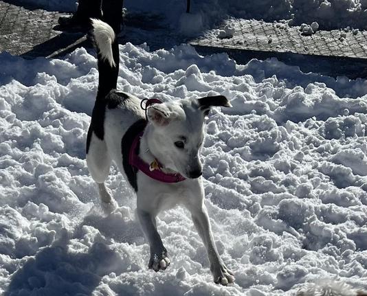A playful white dog with black markings and a pink harness runs through deep snow on a sunny day. Snow-covered ground enhances the bright winter scene.