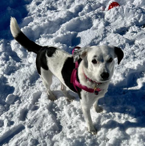 A small black-and-white dog stands on a snowy surface, wearing a pink harness. The dog has a curious expression and a wagging tail, with snow-covered ground in the background.