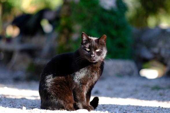 Photo of a black cat sitting on gravel. The cat looks at the camera. Behind the cat, out-of-focus, are green plants.