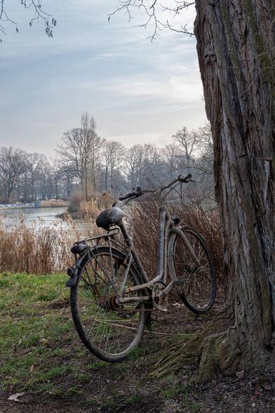 Ein altes Fahrrad neben einem Baum vor einem Teichufer mit Schilf unter blauem leicht bedecktem Himmel.