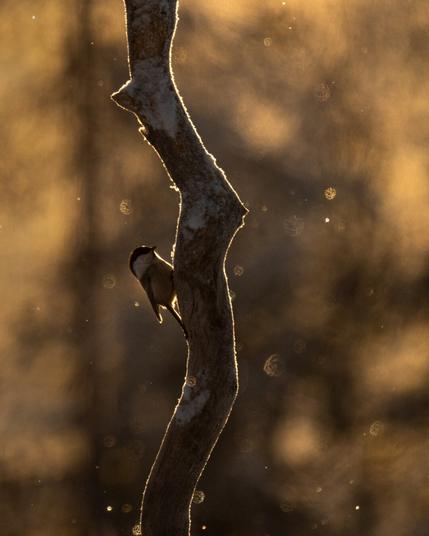 Great tit sitting on the side of a branch in orange backlight.