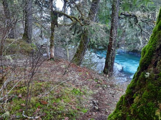 A rushing wintry#koksilah river framed by moss covered tree trunks and leafless bushes.