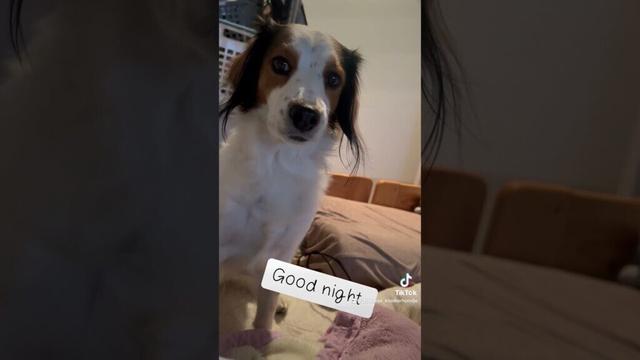 Good night #コーイケルホンディエ #大谷翔平 #デコピン #kooikerhondje