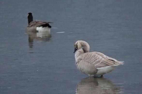A Canada Goose in greyscale due to a pigment deficiency. A regular Canada Goose floats in the background.