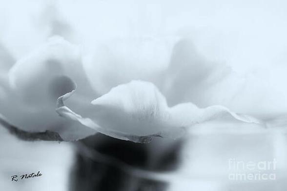 A black and white abstract photograph of a white carnation flower up close
