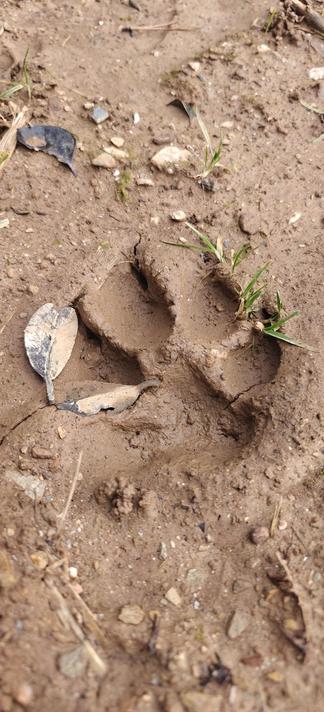 A badger's pawprint in mud