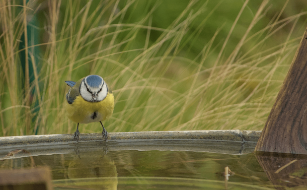 Une mésange bleue sur le bord d'une bassine pleine d'eau.