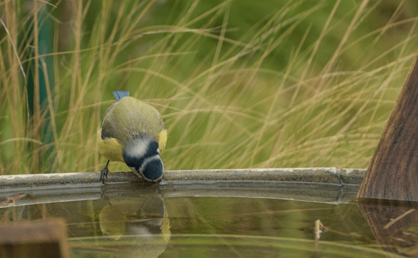 La mésange bleue qui se penche pour boire dans la bassine