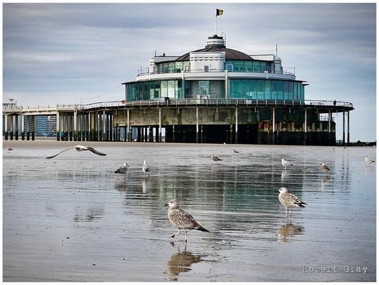 View of the pier at Blankenberge in Belgium, taken from the beach. A flock of seagulls rise into the air in the foreground.